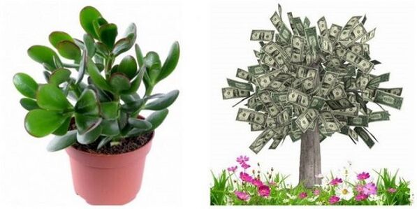 money tree to attract luck