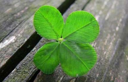 The four-leaf clover is one of the most valuable lucky spells