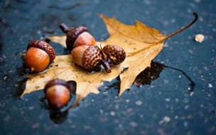 acorns as a symbol of wealth