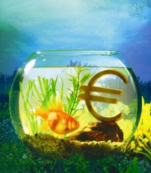 aquarium goldfish to attract money