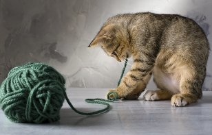 A kitten playing with a ball of yarn