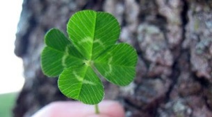 clover as a talisman of luck and prosperity