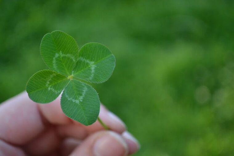 Four-leaf clover